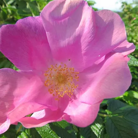 La Ferme Du Soyeuru 3* Spa