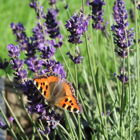 La Ferme Du Soyeuru Hotel