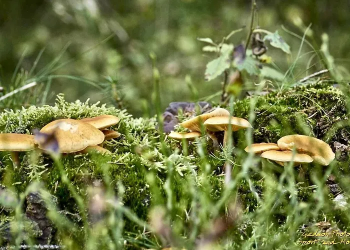 La Ferme Du Soyeuru 3* Spa