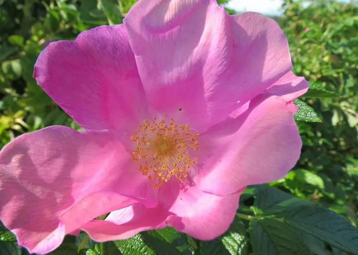 La Ferme Du Soyeuru 3* Spa